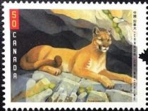 Cougar (Felis concolor)