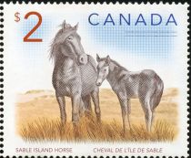 Sable Island Horse (Equus ferus caballus)