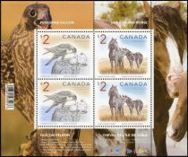 Peregrine Falcon (Falco peregrinus), Sable Island Horse (Equ