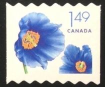 Himalayan Blue Poppy (Papaver betonicifolium)