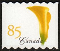 Yellow Calla Lily (Zantedeschia elliottiana)