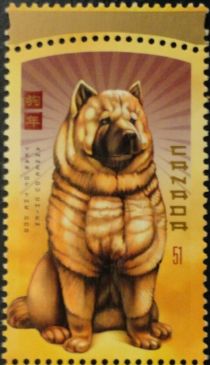 Chow-Chow (Canis lupus familiaris)