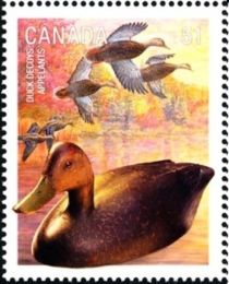 American Black Duck (Anas rubripes)