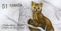 Newfoundland Pine Marten (Martes americana atrata)