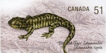 Blotched Tiger Salamander (Ambystoma mavortium melanostictum