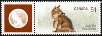 Swift Fox (Vulpes velox)