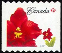 Oncidium Island Red (syn.Odontioda Island Red)