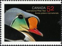 King Eider (Somateria spectabilis)