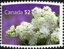 Princess Alexandra, Syringa vulgaris