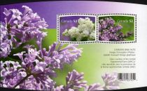 Lilacs