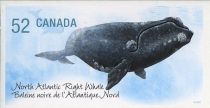 North Atlantic Right Whale (Eubalaena glacialis)