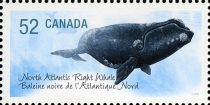 North Atlantic Right Whale (Eubalaena glacialis)