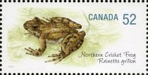 Northern Cricket Frog (Acris crepitans)