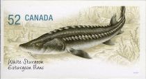 White Sturgeon (Acipenser transmontanus)