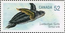 Leatherback Sea Turtle (Dermochelys coriacea)