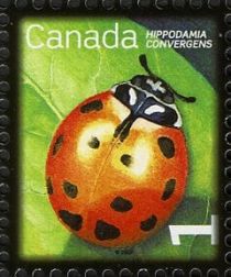 Convergent Lady Beetle (Hippodamia convergens)