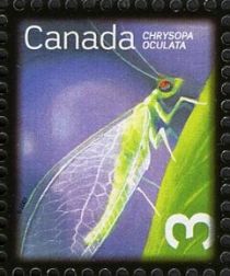 Golden eyed Lacewing (Chrysopa oculata)