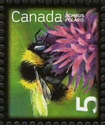 Common Arctic Bumblebee (Bombus polaris)