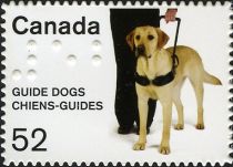 Guide Dogs (Canis lupus familiaris)