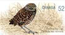 Burrowing Owl (Athene cunicularia)