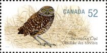 Burrowing Owl (Athene cunicularia)