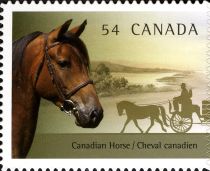 Canadian Horse (Equus ferus caballus)