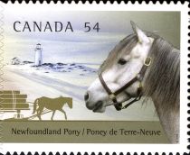 Newfoundland Pony (Equus ferus caballus)