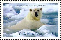 Polar Bear (Ursus maritimus)