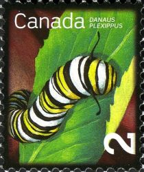 Monarch Caterpillar (Danaus plexippus)