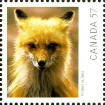 Red Fox (Vulpes vulpes)