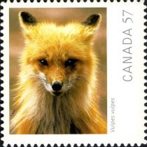 Red Fox (Vulpes vulpes)