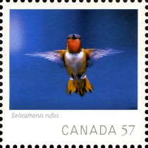 Rufous Hummingbird (Selasphorus rufus)