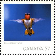 Rufous Hummingbird (Selasphorus rufus)