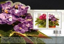 African Violets