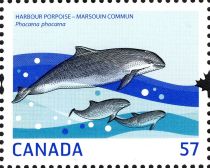 Harbour Porpoise (Phocoena phocoena)