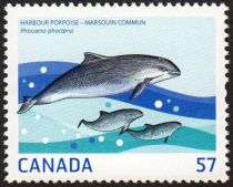 Harbour Porpoise (Phocoena phocoena)