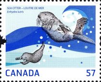 Sea Otter (Enhydra lutris)