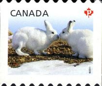 Arctic Hare (Lepus arcticus)