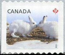 Arctic Hare (Lepus arcticus)