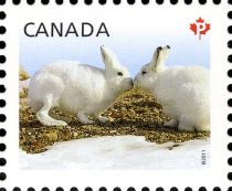 Arctic Hare (Lepus arcticus)