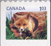 Red Fox (Vulpes vulpes)