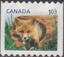 Red Fox (Vulpes vulpes)