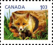 Red Fox (Vulpes vulpes)