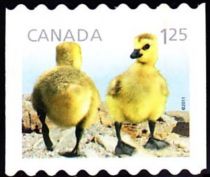 Canada Goose (Branta canadensis) - goslings