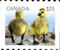 Canada Goose (Branta canadensis) - goslings