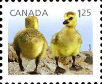 Canada Goose (Branta canadensis) - Goslings