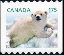 Polar Bear (Ursus maritimus)