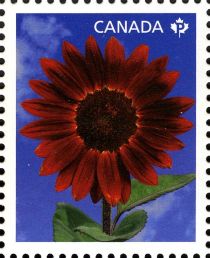 Sunflower "Prado Red"