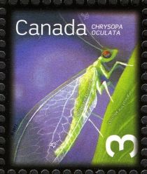 Golden eyed Lacewing (Chrysopa oculata)