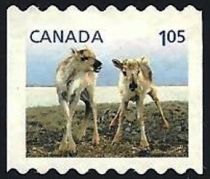 Caribou (Rangifer tarandus)